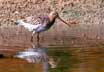 bar-tailed godwit